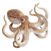 Octopus Net Pattern – Maritime Style