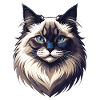 Chat Ragdoll – Doux, fier et beau
