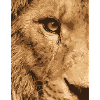 115304478_156230401_Lion_eye