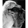 Two Wolves Hugging Blue Eyes