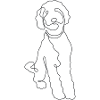 Leash dog Minimalist labradoodle