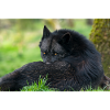 Black wolf at rest