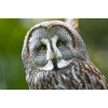 Mystical Night Owl