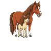 Humour Cheval Cavalier Équitation