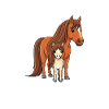 Humour Cheval Cavalier Équitation