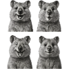 Happy Quokkas