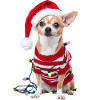 Chihuahua Weihnachten Weihnachtspullover Hund süß