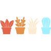 Cactus Plant Cacti