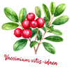 Vaccinium vitis-idaea – aquarelle botanique