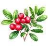 Preiselbeere – botanisches Aquarell