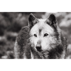Lone Wolf Black and White