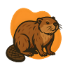 Beaver in orange background