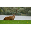 Hirsche am Ufer des Sees
