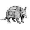 Armadillo