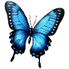 blue flying butterfly