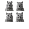 Happy Quokkas