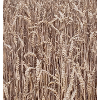 Champ de blé brun doré