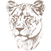Lioness Illustration