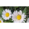 Daisy Spring Flair