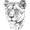 Lioness Yellow Eyes