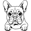 Bulldog white