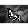 Monochrome butterfly on leaf