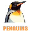 Pingouins Pingouin