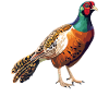 Pheasants Pheasant