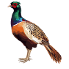 Pheasants Pheasant
