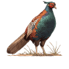 Pheasants Pheasant