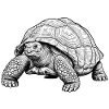 Turtle Giant Tortoise