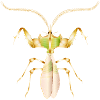 Golden Tropical Insect–Exotic Devil Flower