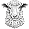 Sheep