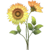 Fleur
