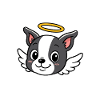 Boston - Précieux Petit Ange