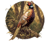 Pheasants Pheasant