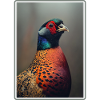 Pheasants Pheasant