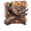 Pheasants Pheasant