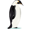 Eleganter grafischer Pinguin auf Eis
