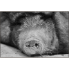 Pig had <3