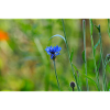 Cornflower