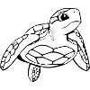 Turtle Turtles