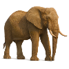 Éléphant dans des tons naturels