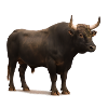 Dark Water Buffalo Illustration