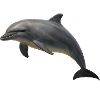 Dolphin in soft shades