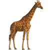 Giraffe in Natural Tone