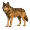 Wolf in Wilderness