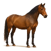 Reddish Brown Stallion in Sun Shimmer