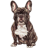 French Bulldog Illustration: Stylish