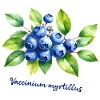 Blueberry - botanical illustration
